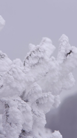 树林树枝雾凇冰凌美景特写镜头大特写雪花80秒视频