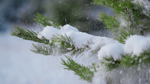 松树枝覆盖雪16秒视频