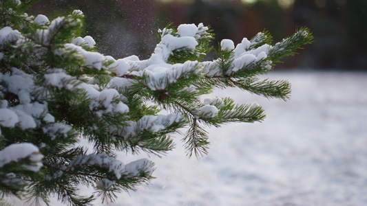 冻结的云杉树枝抖落蓬松的雪视频