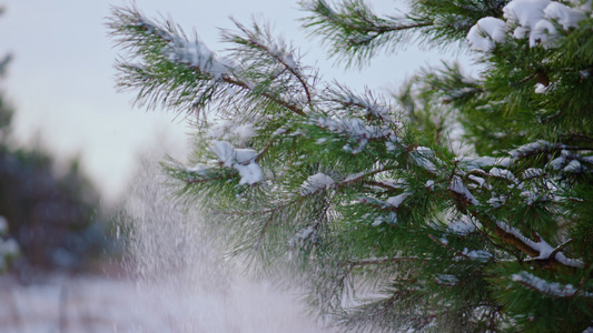 针叶树针叶覆盖的雪视频