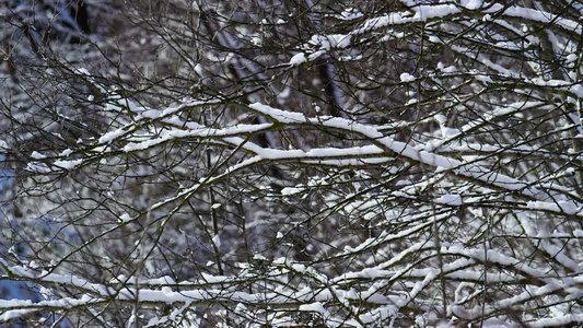 寒冷的冬天天气下雪光秃的树枝视频