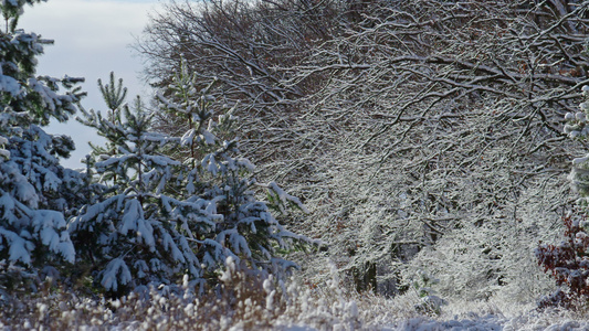 在严寒的冬日的庄严多雪的木风景视频