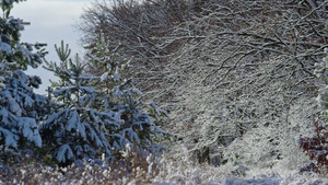 在严寒的冬日的庄严多雪的木风景9秒视频