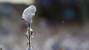 干茎覆盖着雪站在结冰的田野上14秒视频