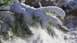 白雪覆盖云杉树枝在冬天的阳光下16秒视频