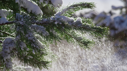 云杉在阳光下抖落雪花视频