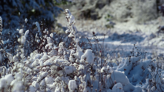 白雪覆盖在结冰的田野上的干草上视频