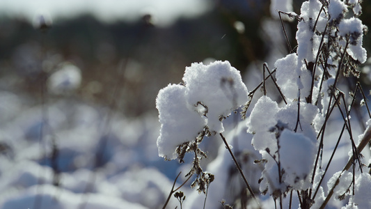 雪花覆盖在冰冻的田野阳光明媚的冬日干草视频