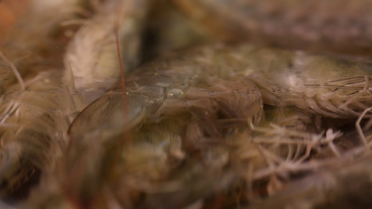 海鲜明虾对虾海虾 视频