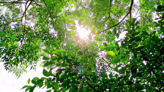 阳光透过树叶唯美绿叶空镜头视频
