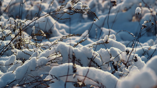在冬天阳光特写镜头的冻风景多雪的草视频