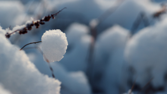 特写镜头结冰的草棍子在白雪之下视频