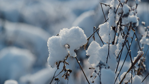 干燥的植物在田间特写上覆盖着白霜13秒视频
