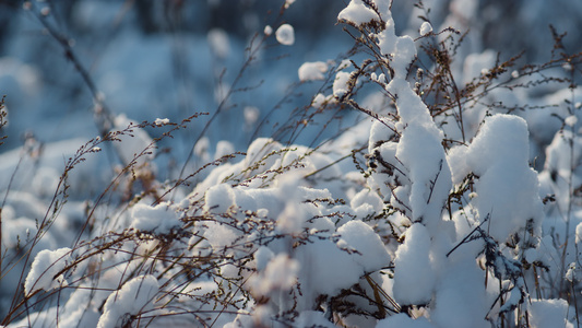 干燥的白雪皑皑的植被覆盖在冰冻的田野特写镜头上的雪花视频