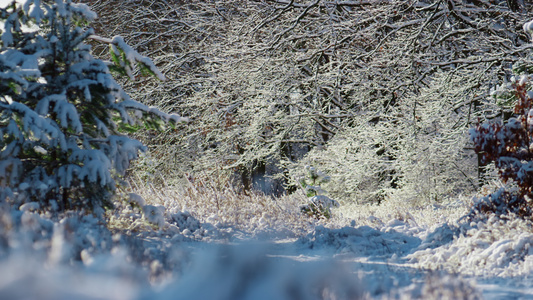 大雪纷飞的森林冬日视频