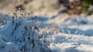 白雪皑皑的自然干草覆盖着白雪14秒视频