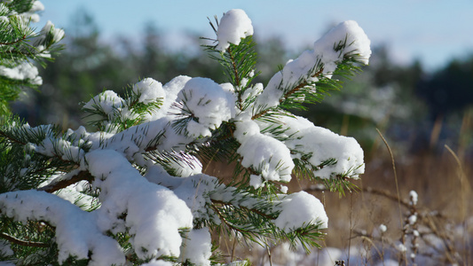 雪躺在松树树枝在阳光下视频