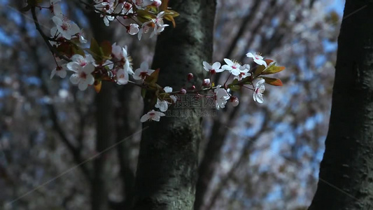 梨花盛开春天花开花花瓣梨花梨花开视频