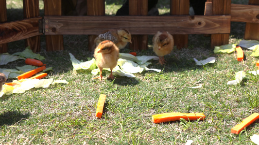 草地上一群小鸡仔视频