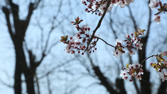 梨花盛开春天花开花花瓣梨花梨花开视频