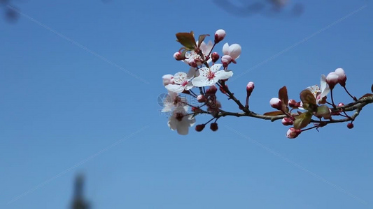 梨花盛开春天花开花花瓣梨花梨花开视频