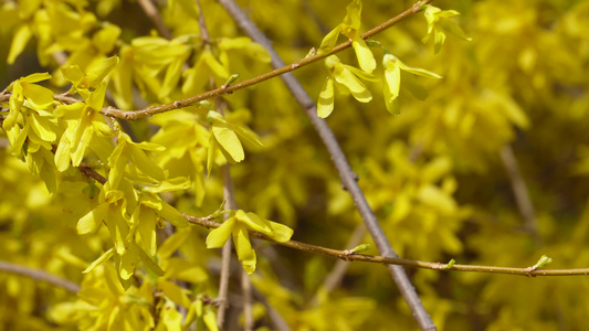 黄色鲜花迎春花植物园视频