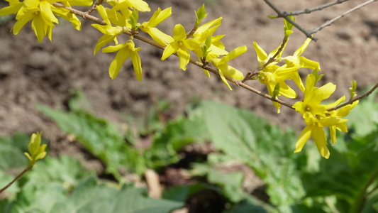 黄色鲜花迎春花植物园视频