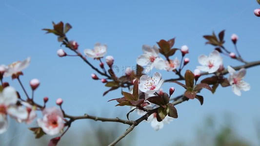 梨花盛开春天花开花花瓣梨花梨花开视频