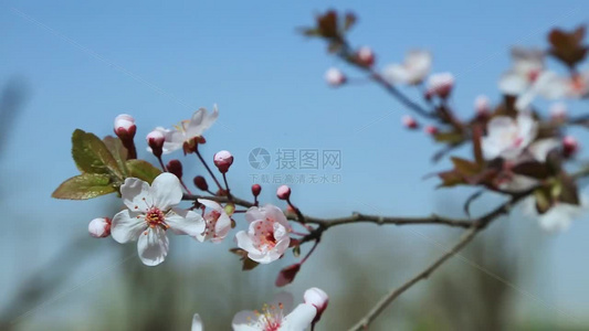 梨花盛开春天花开花花瓣梨花梨花开视频