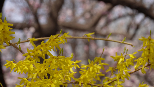 黄色鲜花迎春花植物园视频
