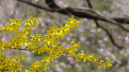 黄色鲜花迎春花植物园视频