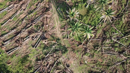 挖土机清除泥炭地油棕榈树视频