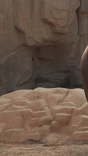 亚洲象实拍视频哺乳动物32秒视频