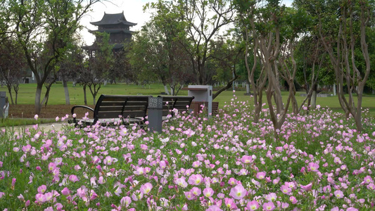 春天的公园自然景观 花朵盛开[地理景观]视频