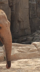 亚洲象实拍视频哺乳动物视频