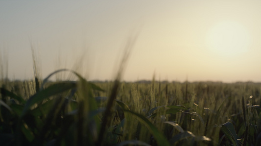 日出时收割小麦的美丽景色视频