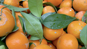 果园中刚收获的有机绿色橘子沃柑22秒视频