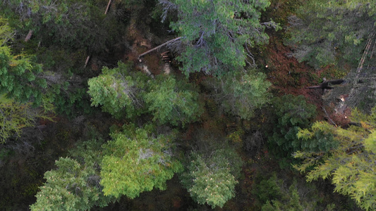 砍伐森林森林被毁的空中无人机视图山坡上的森林砍伐顶部视频