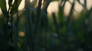 小麦在夕阳下留下未成熟的小穗24秒视频