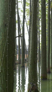 城市湿地公园划船清理水藻的工人公益环保素材水杉树林视频