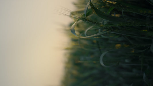 垂直视图绿地与未成熟的小麦小穗在日出视频