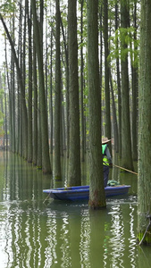 城市湿地公园划船清理水藻的工人公益环保素材公益素材视频
