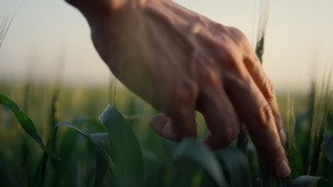 农民手触摸小麦小穗14秒视频