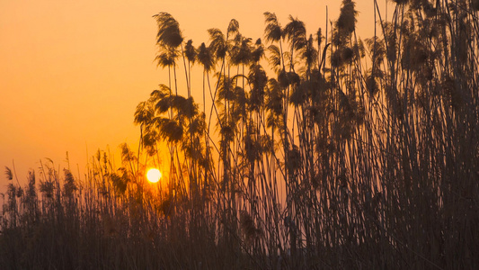 4K实拍秋天风景芦苇荡落日风景夕阳视频