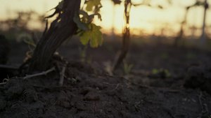 日落时干燥的葡萄藤生长土壤11秒视频