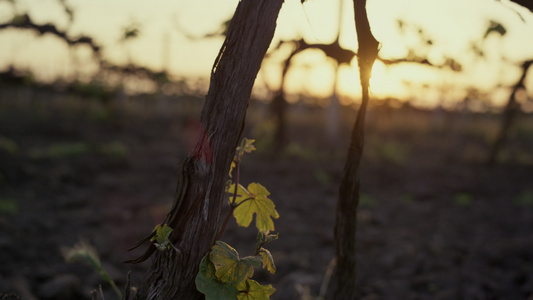 在日出的干燥树干葡萄树视频
