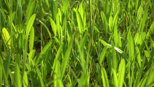 春天嫩绿的植物叶子[青嫩]视频