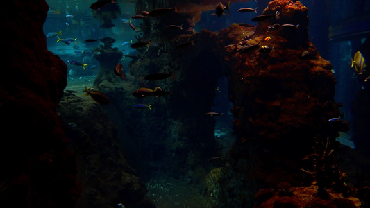 各种鱼类在大型水族馆中缓慢游动视频