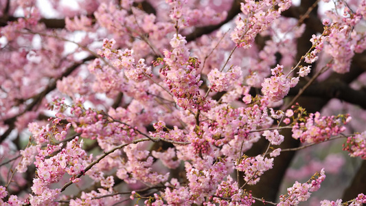 武汉东湖樱花园粉色樱花特写镜头3视频
