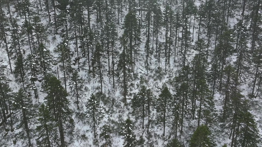 航拍雪山森林视频